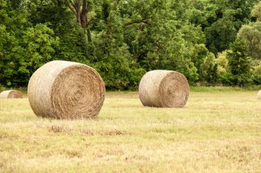 Bir tarlada iki balya saman. Yakın plan..