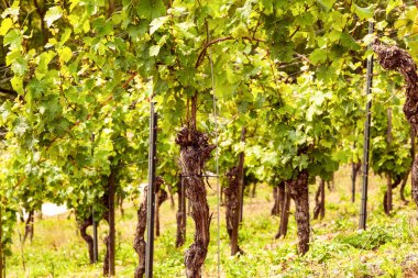 Almanya 'daki üzüm bağları. Üzüm bağları olan tipik bir manzara. Almanya 'daki üzüm bağları.
