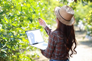 Arkaya bakan Asyalı tarımcı veya kadın çiftçi rapor okuyor ve tarım alanındaki verileri artırmak için bilgisayardan artan ekin verilerini denetliyor, teknoloji kavramına sahip modern akıllı çiftçilik