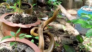 Two Indian rat snakes are mating in an abandoned place in the garden, also known as dhaman, a common colubrid snake species. Dhamans are very large, non-venomous, harmless to humans, and fast-moving snakes.