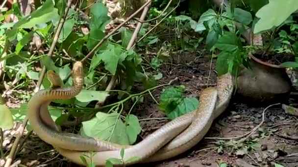 Two Indian Rat Snakes Mating Abandoned Place Garden Also Known — Vídeo de stock