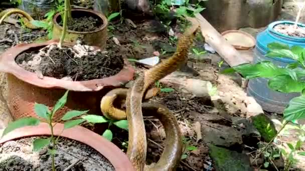 Two Indian Rat Snakes Mating Abandoned Place Garden Also Known — 图库视频影像