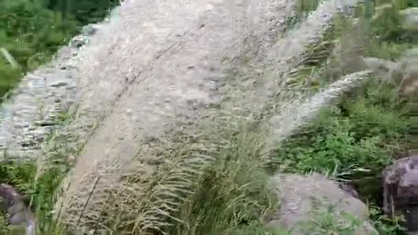 Imagens Vídeo Bela Cana Açúcar Selvagem Branca Kash Grama Kans — Vídeo de Stock