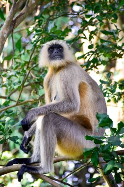 The female leader of the Southern Plains Gray Langurs or baboon, scientifically known as Semnopithecus dussumieri, is commanding her group to remain vigilant. clipart