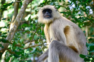 The female leader of the Southern Plains Gray Langurs or baboon, scientifically known as Semnopithecus dussumieri, is commanding her group to remain vigilant. clipart