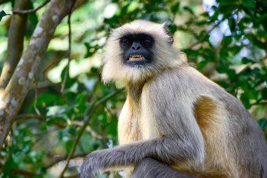 Güney Ovası 'nın kadın lideri Gri Langurlar veya bilimsel olarak Semnopithecus dussumieri olarak bilinen babun grubuna tetikte olmalarını emrediyor..