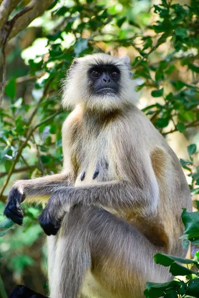 Güney Ovası 'nın kadın lideri Gri Langurlar veya bilimsel olarak Semnopithecus dussumieri olarak bilinen babun grubuna tetikte olmalarını emrediyor..