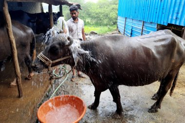 10-10-2021 Indore, milletvekili. Hindistan, çiftçi bufaloların üzerine su sıçratıyor..