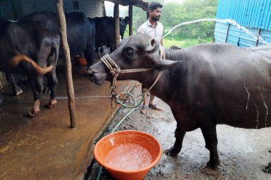 10-10-2021 Indore, milletvekili. Hindistan, çiftçi bufaloların üzerine su sıçratıyor..