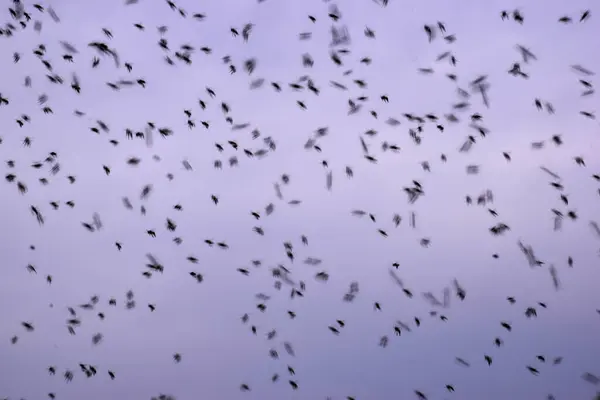 Летающие Пчелы Облачный Фон Пчелиный Рой Вечером — стоковое фото