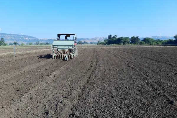 Garlic sowing by tractor, the process of planting garlic cloves in the field. The concept of spring or autumn farming
