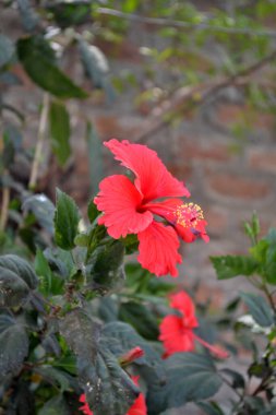 Bahçedeki güzel kırmızı çiçekler. Kırmızı sonbahar çiçekleri.