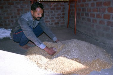 Hintli çiftçi buğday ekmeden önce gübreyi karıştırıyor, buğday tohumlarını, dezenfektanı,