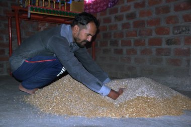 Hintli çiftçi buğday ekmeden önce gübreyi karıştırıyor, buğday tohumlarını, dezenfektanı,