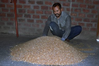 Hintli çiftçi buğday ekmeden önce gübreyi karıştırıyor, buğday tohumlarını, dezenfektanı,