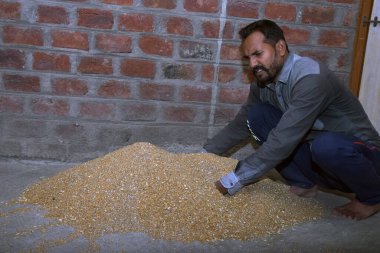 Hintli çiftçi buğday ekmeden önce gübreyi karıştırıyor, buğday tohumlarını, dezenfektanı,