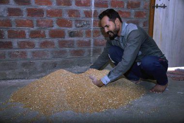 Hintli çiftçi buğday ekmeden önce gübreyi karıştırıyor, buğday tohumlarını, dezenfektanı,