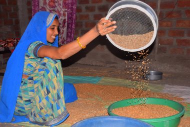 Hintli kırsal bir kadın evde buğday temizliyor, buğday temizliyor, kırsal kesim düzenliyor.