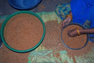 Hintli kırsal bir kadın evde buğday temizliyor, buğday temizliyor, kırsal kesim düzenliyor.