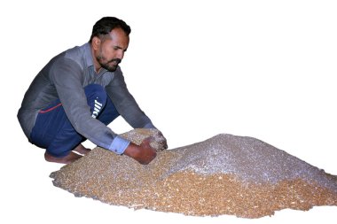 Hintli çiftçi buğday ekmeden önce gübreyi buğdaya karıştırıyor, buğday tohumlarını, dezenfektanları, izole edilmiş beyaz arka planı tedavi ediyor.