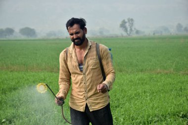 Hintli çiftçi buğday tarlasına ot ilacı sıkıyor.
