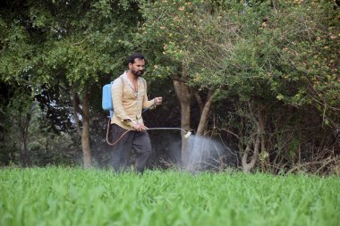 Hintli çiftçi buğday tarlasına gübre sıkıyor.
