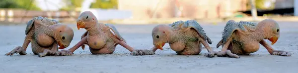 stock image Newborn ring neck parrot bird on blurred background, selective focus