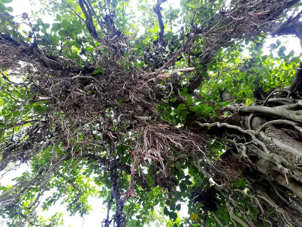 stock image Banyan tree, banyan tree in tropical jungle nature on the background sky