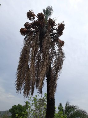 Ağaçlar ve ormandaki çeşitli bitkiler bulutlu arka planda