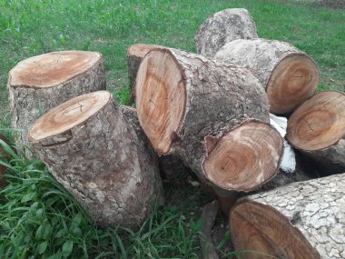 Yerde ya da toprakta kesilmiş ağaç gövdeleri, Hint Botanik Bahçesi, yeşil çimen arka planı