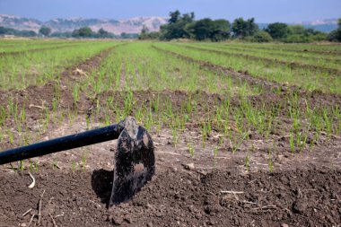 Maça tarlada tutulur, sarımsak tarlası, demir kürek, tarım konsepti