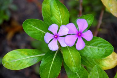 Çiçek açan güzel ve parlak pembe bir Catharanthus gülü ya da Pelerin menekşe çiçeği manzarası. Hindistan 'da Sadafuli olarak da bilinir..