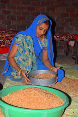 Genç Hintli kadın, mavi bir sari giyiyor, buğdayı süzgeçten geçiriyor, ev ortamında.