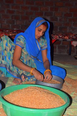 Genç Hintli kadın, mavi bir sari giyiyor, buğdayı süzgeçten geçiriyor, ev ortamında.