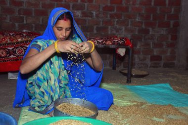 Genç Hintli kadın, mavi bir sari giyiyor, buğdayı süzgeçten geçiriyor, ev ortamında.