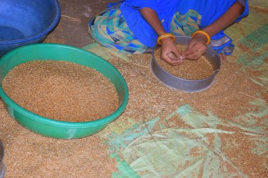 Genç Hintli kadın, mavi bir sari giyiyor, buğdayı süzgeçten geçiriyor, ev ortamında.