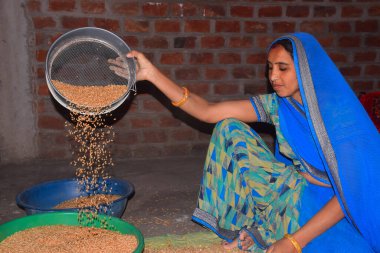 Genç Hintli kadın, mavi bir sari giyiyor, buğdayı süzgeçten geçiriyor, ev ortamında.