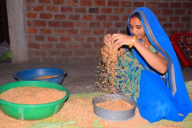 Genç Hintli kadın, mavi bir sari giyiyor, buğdayı süzgeçten geçiriyor, ev ortamında.