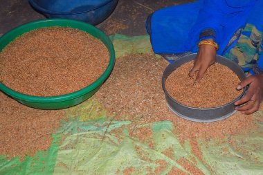 Genç Hintli kadın, mavi bir sari giyiyor, buğdayı süzgeçten geçiriyor, ev ortamında.