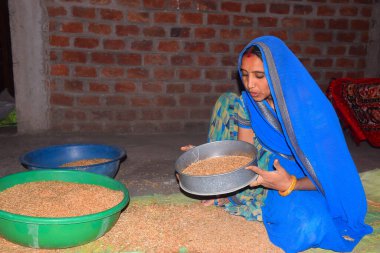 Genç Hintli kadın, mavi bir sari giyiyor, buğdayı süzgeçten geçiriyor, ev ortamında.