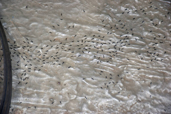 Ant colony. A colony of ants on the floor. Lots of house ants.