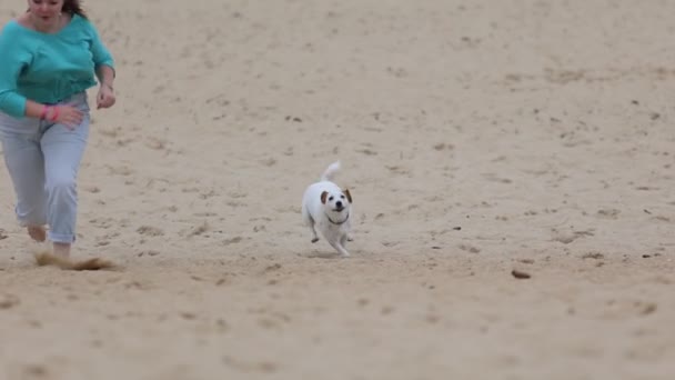 Σκύλος Τρέχει Στην Παραλία Τον Ιδιοκτήτη Της — Αρχείο Βίντεο