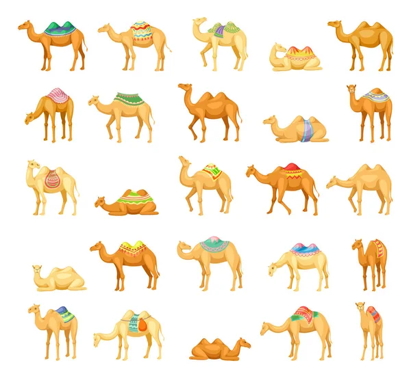 Conjunto Ícones Camelo Adesivos Com Diferentes Camelos Egípcios Africanos Deserto — Vetor de Stock