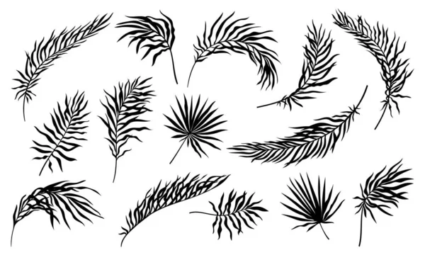一组棕榈叶的轮廓 热带树叶的简单例证 异国植物的有机元素 植物学和花卉学 在白色背景下孤立的卡通平面矢量集合 — 图库矢量图片