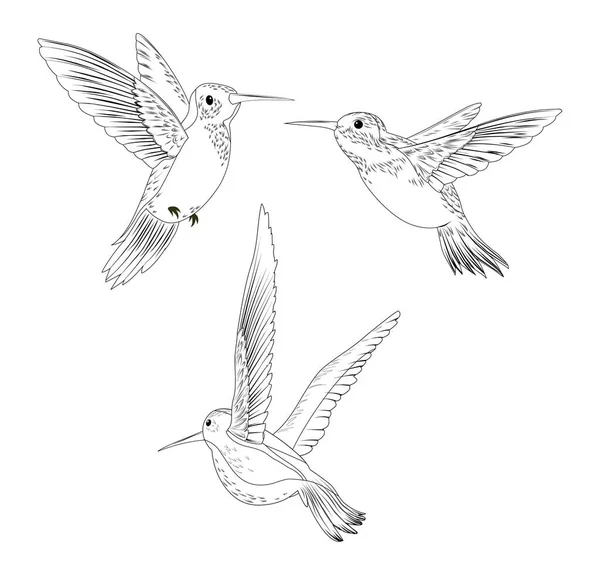 黒と白のセット 翼と羽を持つ動物のコレクション 鳥類学 最小限の創造性とアート スケッチ 白い背景に隔離された漫画の平らなベクトルのイラスト — ストックベクタ