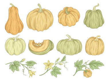 Bir çift balkabağı. Sonbahar yaprakları, bütün ve dilimlenmiş sebzeler. Sonbahar mevsiminde çiftçilik ve hasat. Şükran Günü zamanı. Botanik bitkileri. Beyaz arkaplanda izole edilmiş çizgi film düz vektör çizimleri