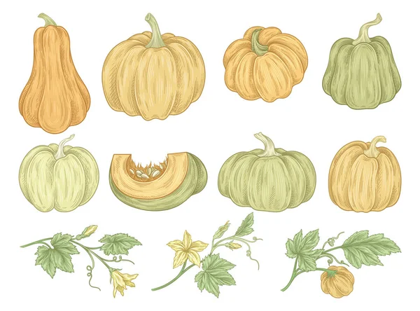 Ein Satz Kürbisse Vorhanden Herbstblätter Ganz Und Scheiben Geschnittenes Gemüse — Stockvektor