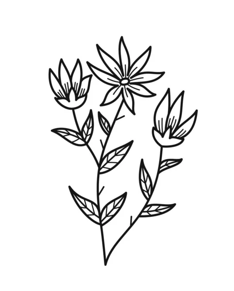 简约的花卉分枝 手绘图标与美丽的开花植物或野草 线形纹身的设计元素 在白色背景上孤立的卡通平面矢量图解 — 图库矢量图片