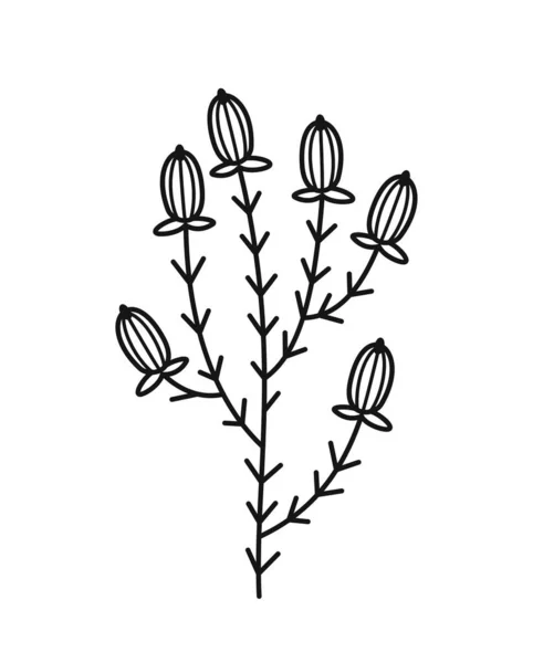 简约的花卉分枝 草甸或有小花芽的森林植物的手绘图标 婚礼邀请函的设计元素 在白色背景上孤立的卡通平面矢量图解 — 图库矢量图片