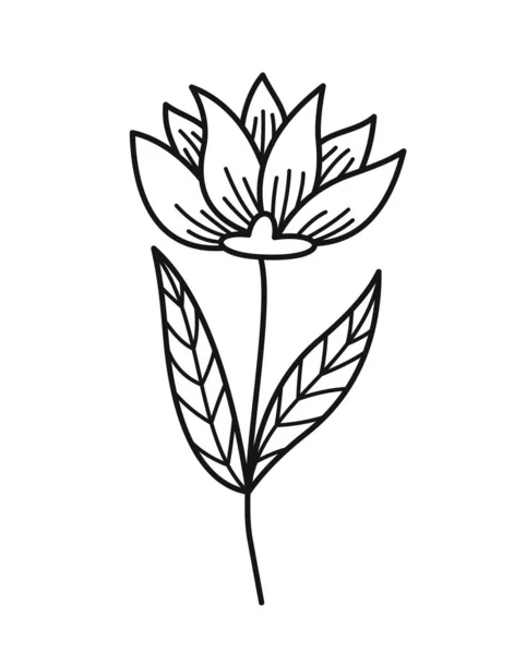简约的花卉分枝 手绘贴纸与美丽优雅的百合花 园艺和花卉栽培 标志的有机设计元素 在白色背景上孤立的卡通平面矢量图解 — 图库矢量图片